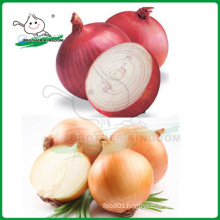 Red onion/Yellow onion/Lowest price fresh onion
